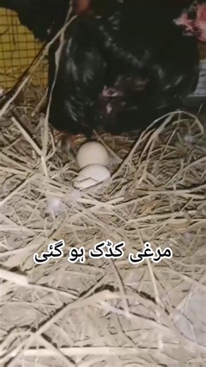 brooder hen #unfrezzmyaccount #rooster #aseelmurga #birds #mianwaliaseels #kdukmurgi #padawalimurgi