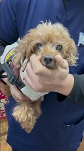 9-Year-Old Dog's Vision Transformation: Cataract Surgery Success