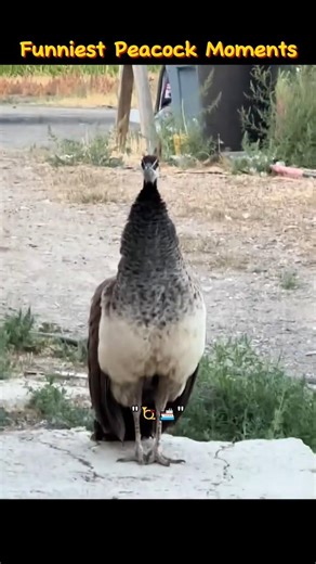 Funniest peacock moments 🦚