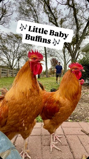 4.7K views · 1.2K reactions | Little Baby Buffins.  #mrbuff #bufftherooster #babybuffs #chickenlady #backyardflock | Growing With The Gossetts | Facebook