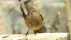 Daurian redstart singing (Phoenicurus auroreus) Asia. | BIRDS & Nature
