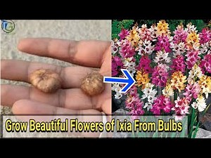 Winter flowering plant Ixia ko bulb se kaise grow kare ::