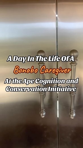 Welcome to our new series, Being a Bonobo Caregiver!! Lindsay is here to show you what a day in the life of a bonobo caregiver at Ape Initiative looks like! Ape Initiative is home to seven bonobos - Elikya, Kanzi, Mali, Nyota, Clara, Maisha, and Teco - and is the only bonobo research center in the world. Our staff members work with the bonobos to understand and honor their individual wants and needs - like access to indoor and outdoor spaces, time to spend with preferred social partners, and enr