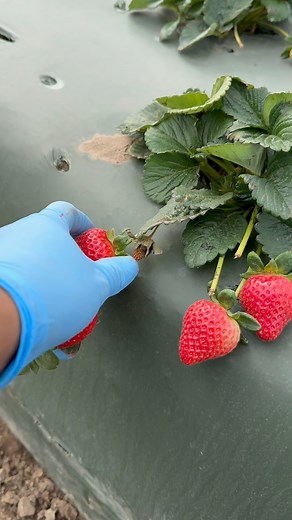 #fresas | Frank Reyes