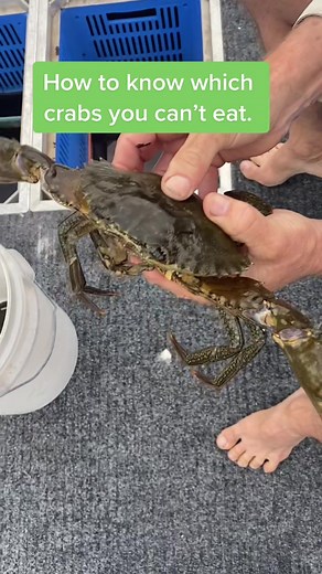 Identifying Inedible Crabs: A Guide to Spotting New Shells