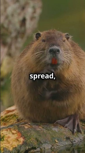 Nutria Invasion: Australia's Wildlife at risk #australianature #australiananimals #aussienature