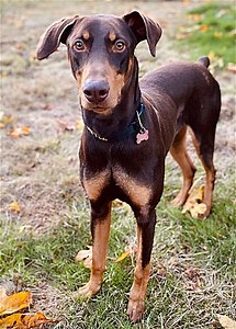 Bothell, WA - Doberman Pinscher. Meet Copper a Pet for Adoption - AdoptaPet.com