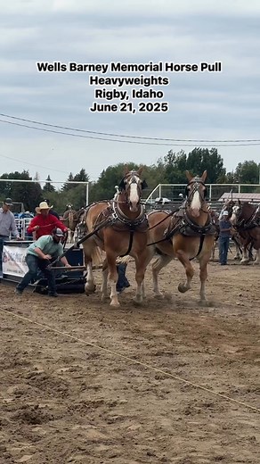 12th Annual Wells Barney Memorial Horse Pull. Mike Erickson of Idaho Falls, ID takes first place for the second year in a row! This year, his team Leroy ll & Leroy lll made a complete pull at 9,000 lbs! Second place was Tal Fabrizio of Duchesne, UT with Bugs and Buster with a 24 ft 1 in pull at 9,000 lbs. Thank you to all the teamsters who were able to make it this year! A special thank you to our sponsors as well, we couldn’t put the pull on without them! Thank you Conrad & Bischoff for being o
