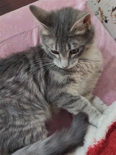 #catoftiktok #orangecat #cutecat #activecat #fyp #viral