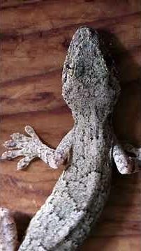 #ニホンヤモリ #ヤモリ #Gekko japonicus #守宮#家守 #イモリ #井守リ