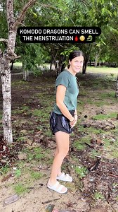 Women who are menstruating need to be careful when they visit the Komodo Dragons because they can smell the slightest bit of blood from apparently miles away 🤔 and will be very attracted by it and become aggressive as they perceive it as their prey😳 | Quench Your Adventure
