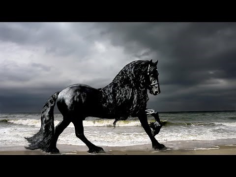 Top 12 Most Beautiful and rare Horse Breeds in the World Scoop of the day