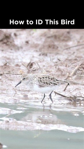 Can you identify this shorebird?