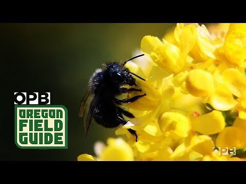 Mason Bees Are A Gardener’s Best Friend | Oregon Field Guide