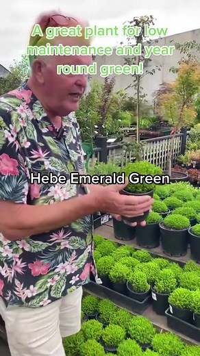Bring year-round greenery with Hebe Emerald Green. Don't miss out, shop now!✅🛒 👉Click here now to get your🌿 hellohelloplants.com.au #hellohelloplants #emeraldgreen #gardening #melbourne #gardeningtips #plants #flowers #gardens #gardenlovers #plantlovers #flowerlovers