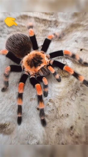 127K views · 5.4K reactions | Skinwalkers disguised as Animals part 4 | Clips AI | Facebook