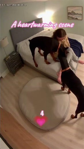 a heartwarming scenes between human and dog #shorts #pets #dog #heartwarming