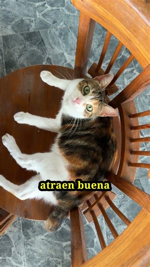 5 UNIQUE BENEFITS OF OWNING A CALICO CAT 🐱🎨