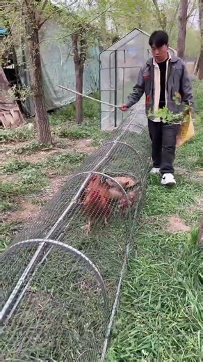 Foldable Chicken Coop Run | Essential Poultry Farming Equipment#ChickenRun #FoldableCoop