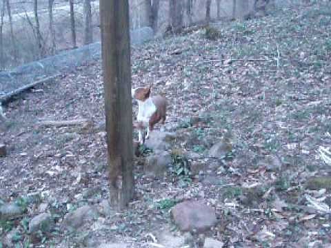 Three Buckley Mountain Feist squirrel dog pups in training