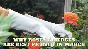 Why Roses and Hedges are Best Pruned in March  Fellow gardeners,...