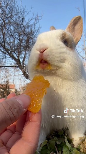 Adorable Baby Rabbit Compilation