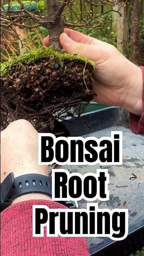 Key Principles Of Bonsai Root Pruning