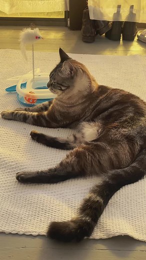 Understanding Cat Communication: Can Cats Really Talk?