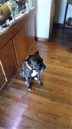 Little wiggle boxer dog.