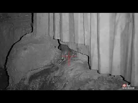 Pig farm rat hunting pest control Atn 4K 60 rats