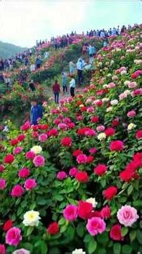 Beautiful Flower Garden Walk 🌺 | Relaxing Nature Short 4K | #shorts #
