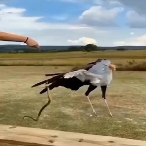 613K views · 10K reactions | When animals can talk藍 | Explore Snake TV | Facebook