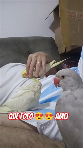 Look how cute 😍😍 I've become a human perch lol #cutenessoverload #cockatiel #pets #birds #shorts