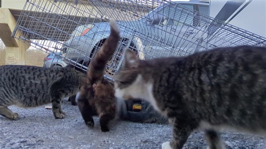 Drop trapping last night at a colony fluctuates between 10-20 cats. Most young. Lots of females. Got 10 from here heading to the clinic tomorrow. | Sister Kitten