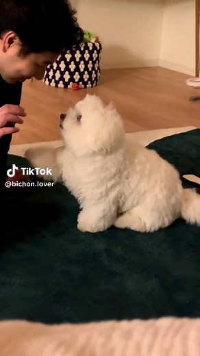 Bichon Official on TikTok