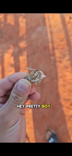 What was his name? 🦀 #hermitcrab #broome #westernaustralia #wildlife #crab #beach #troopercooper #foryou #reels | Troopercooper