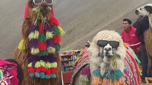 Pair of Llamas in sunglasses becomes the highlight of woman's tour of Rainbow Mountain