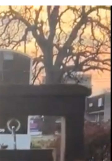 Apprentice Tattoo Shop Sign Redo