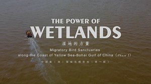 26 reactions · 14 shares | Here we see the Power of Wetlands! As the key hub of East Asia-Australia migration, 200,000-300,000 birds find a perch in Migratory Bird Sanctuaries along the Coast of Yellow Sea-Bohai Gulf of China every winter. On this wetland, awe-inspiring life flourishes, carrying human civilisation down through the generations. #wetland #Yancheng #Jiangsu #ShowJS  | Show JS | Facebook