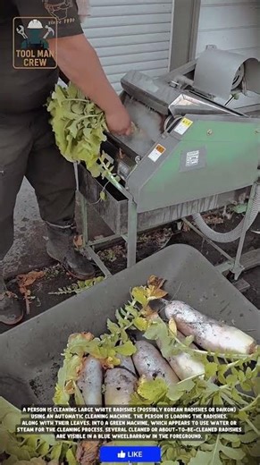 A person who cleans white radish uses an automatic washing machine that produces steam #toolmancrew