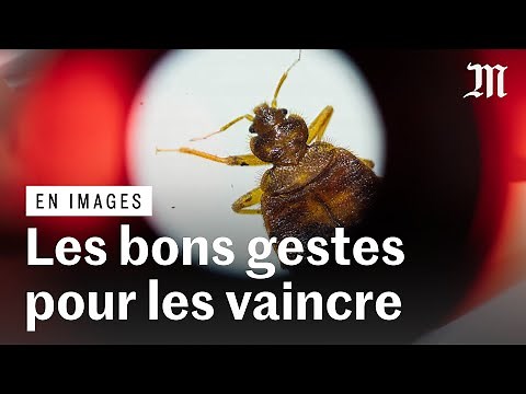 Punaises de lit : voilà comment les différencier des puces (et les éliminer)