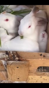 NEW ZEALAND RABBITS AVAILABLE  #Available We are number one...