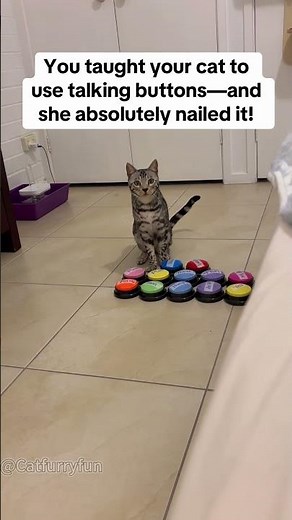 When cats learned how to use talking buttons 😂😂#cat#catvideos #funnycat#fyp