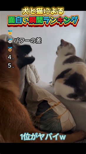 犬と猫による面白い瞬間ランキング！#shorts #面白集