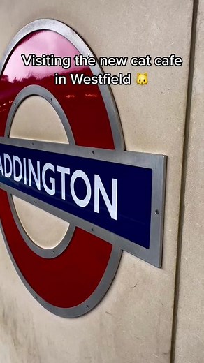 Experience Java Whiskers Cat Cafe at Westfield | London Day Out