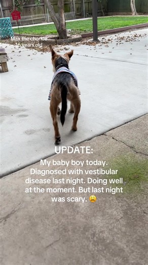 Caring for Senior Dogs with Vestibular Disease