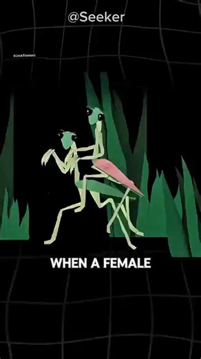 Praying Mantis_ romantic ending tragic_ how is that possible_(360P) | JackThinkerz