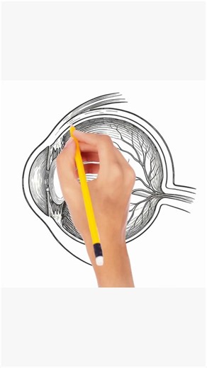 The human eye #how to draw and label #anatomy #science
