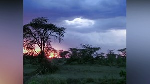 Lion Vs Buffalo Vs Wildebeest Animal Attack Nature Wildlife  - Most Amazing Wild Animal Attack Video