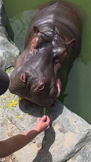 My Hippo Enjoys a Crunchy Vegetable Treat
